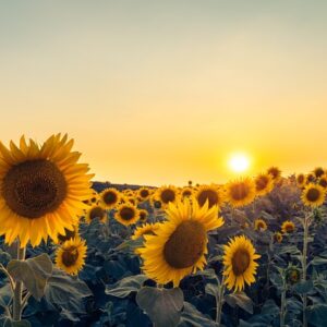 Sunflower Day Entry Tickets
