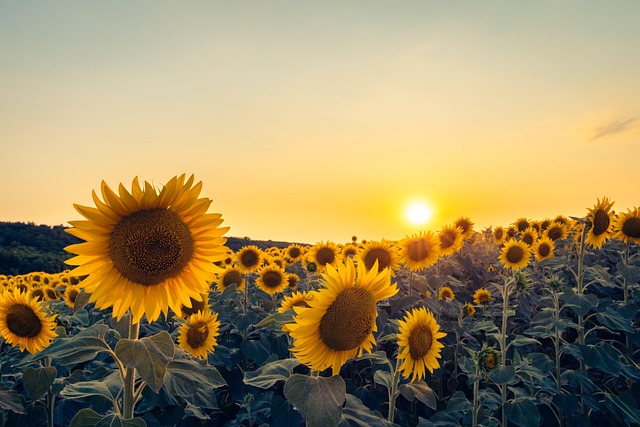 Sunflower Day Entry Tickets